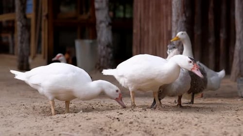 Ducks Eat Food in the Farm
