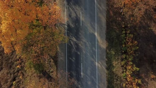 Drone's Eye Autumn Road: Aerial Top Down View of Lane Between Foliage Tree