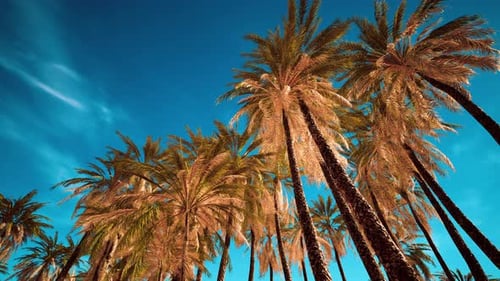 Tropical Palm Trees Gently Swaying Against Blue Sky