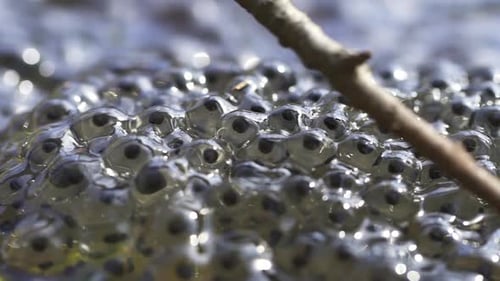 Ovas de sapo em um lago de floresta de primavera com galho Spbd. Ovo fertilizado com caviar em água. Meio ambiente