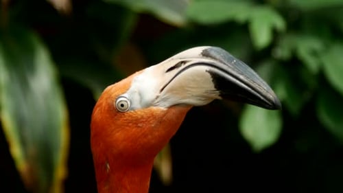 Vögel 049