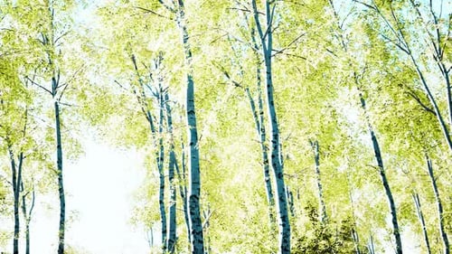 Birch Forest Panorama in Summer