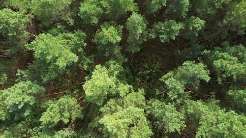 Aerial Pine Forest Top View