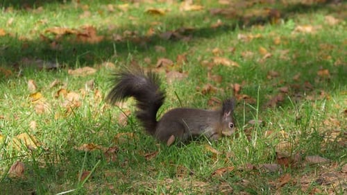Östliches graues Eichhörnchen, das eine Haselnuss im Boden versteckt