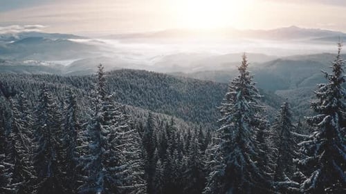 Snow Mountain Ridges with Pine Forest Aerial