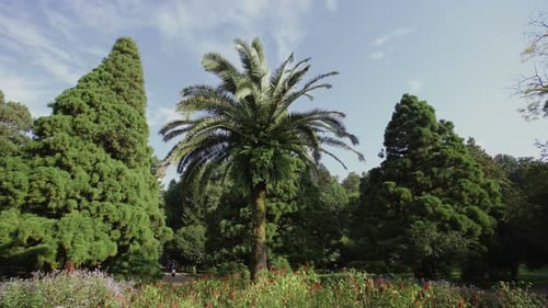 Palme wächst auf einer Blumenwiese in einem Nadelwald. Sonniger Tag im Botanischen Park