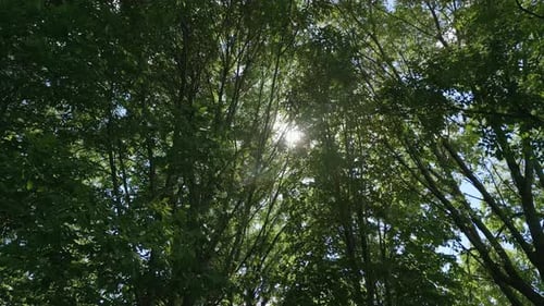 Camera Looks Up and Moves Slowly Under Trees