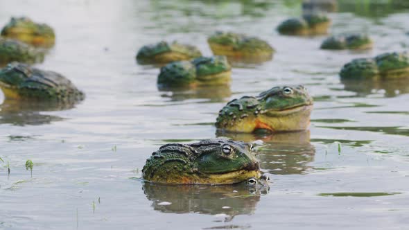 Giant African Bullfrog Couple Mating Background With Other Bullfrogs ...