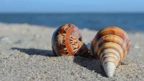 Seashells Resting Gently on Sandy Beach Shoreline