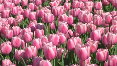 Pink Tulips Blooming on Sunny Spring Day