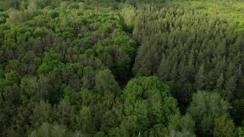 Amazing Green Forest in Summer