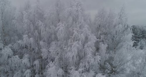 Winter Landscape Forest