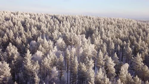 Winter Forest