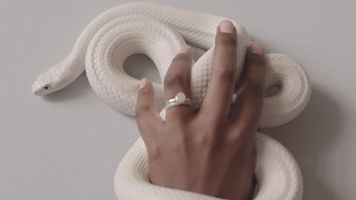 Serpent de rat blanc enroulé autour d'une main féminine noire sur fond blanc