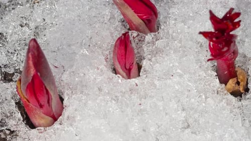 Red Buds Emerging Through Melting Snow
