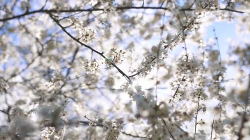 Cherry tree with blooming branches against the backdrop of the bright sun.