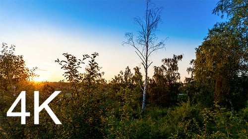 Sonnenuntergang im Wald