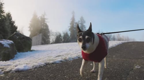 Dog Walking in Winter with Red Sweater