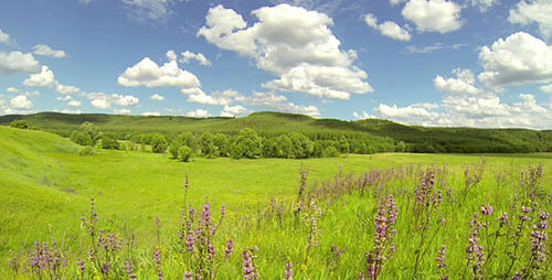 Green Meadow