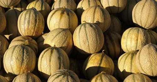 Fruits frais sur les étals d'un marché du sud de la France. Des melons.