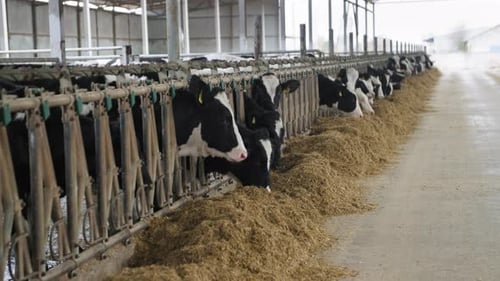 Farming and Animal Husbandry Many of Curious Black and White Cows in Ear Tags on Farm in a Stall