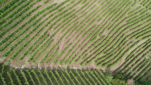 Aerial View of Vineyard Fields on the Hills in Italy Growing Rows of Grapes