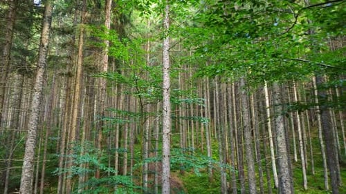 Spring Green Forest Sunny Magical Powerful Trees in the Morning Time The Sun's Rays Pass Through the
