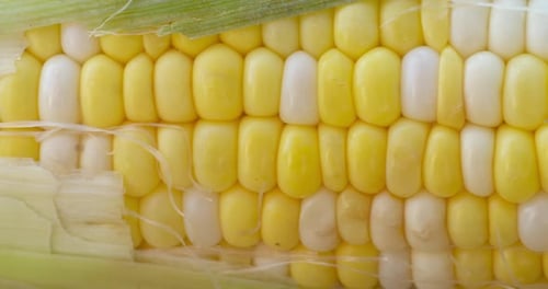 Macro close-up of a freshly harvested corn on the cob