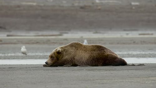 Grizzly Bear Sleeping Along Stream CLose UP
