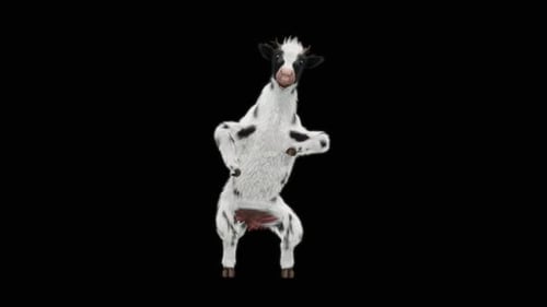 Funny Black and White Dancing Cow 3D Animation Loop