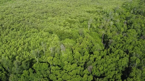 Grüner Baum in Waldlandschaft