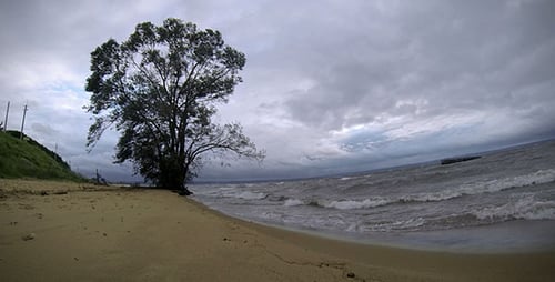 Tree on the Shore on a Cloudy Day