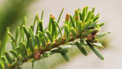 Fir Tree Brunch Close Up