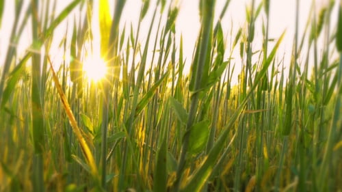 Young Wheat Close-Up at Dawn