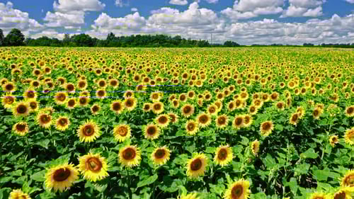 Stunning aerial view of sunflower field in sunny summer day