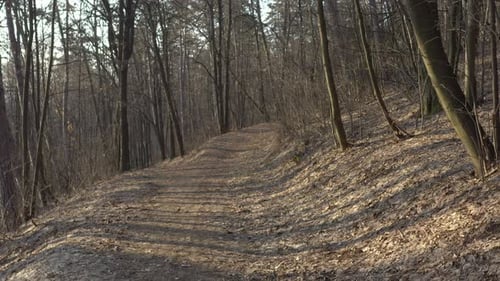 Slow descending over the trail in the woods 4K drone video