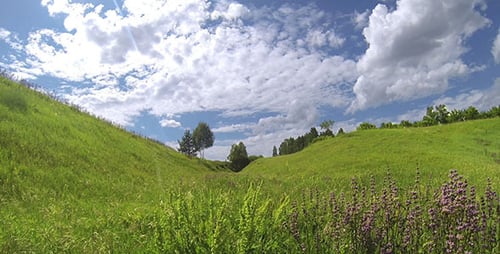 Green Meadow 4