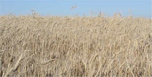 Golden Wheat Field Waving in a Gentle Breeze