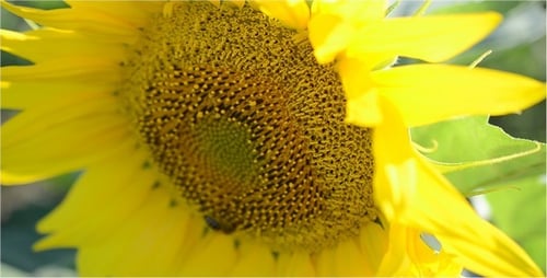 Sunflower with Bee in Natural Outdoor Setting