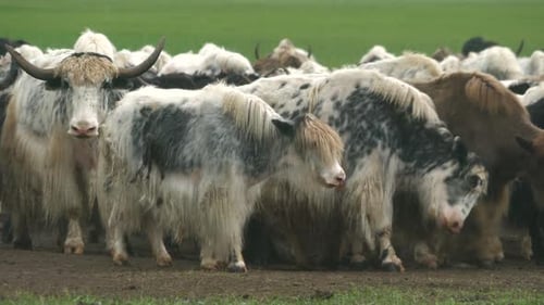 Herde langhaariger Yakherde auf asiatischer Wiese