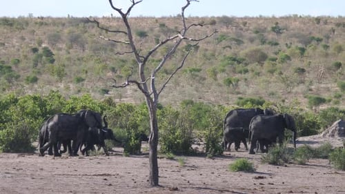 Herd of African Bush elephants walking