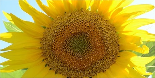 Sunflower 3
