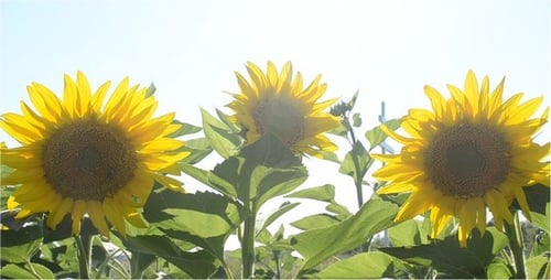 Sunflower 4