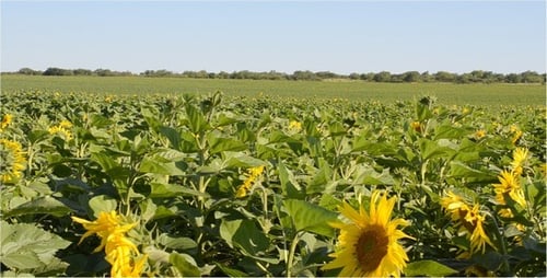 Sunflower 5