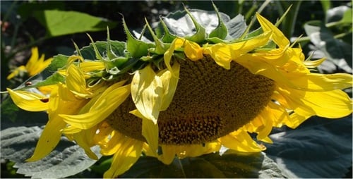 Vibrant Sunflower Blooming in Summer Sunlight