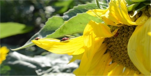 Bright Sunflower with Ladybugs Crawling on Petals
