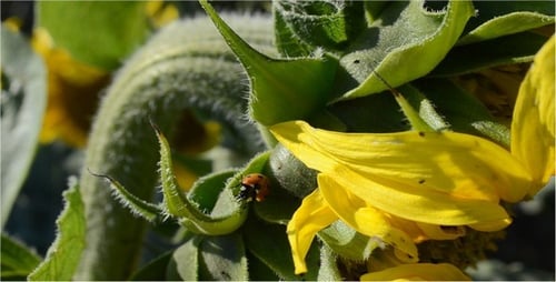 Ladybug 3