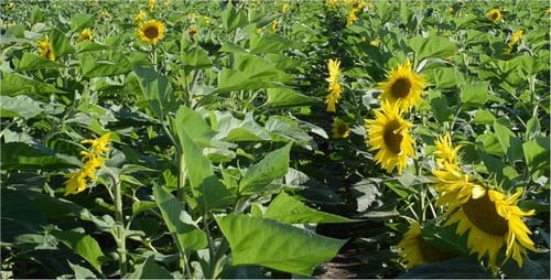Sunflower 9