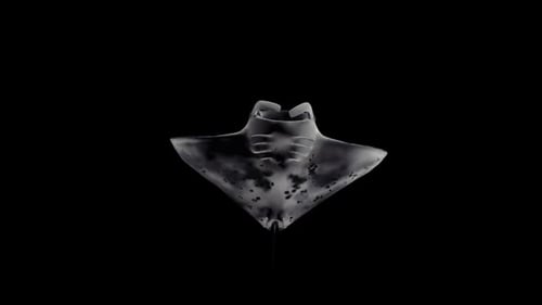 Grayscale Manta Ray Swimming Loop