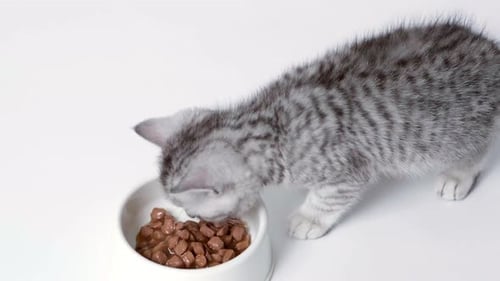 Close Up Striped Kitten Eats Fresh Canned Cat Food for Small Kittens
